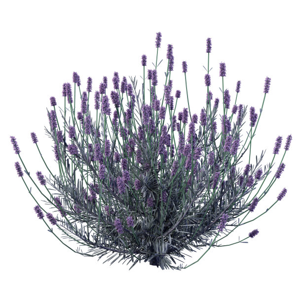 3D插图薰衣草花在白色图片下载