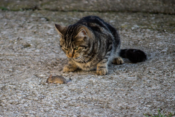 猫和老鼠。图片下载