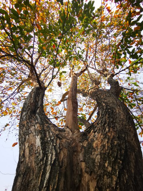 树干的底部视图图片下载