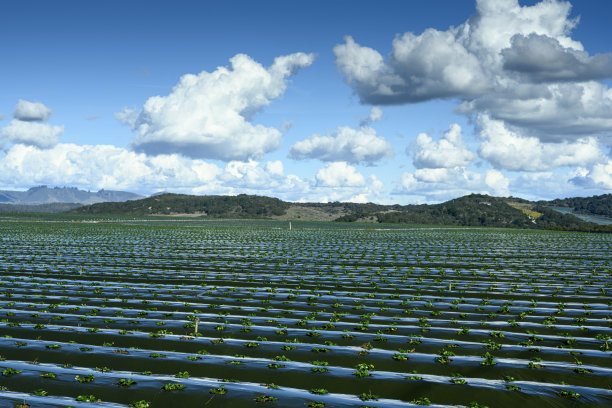 背景是云的成熟草莓田图片下载