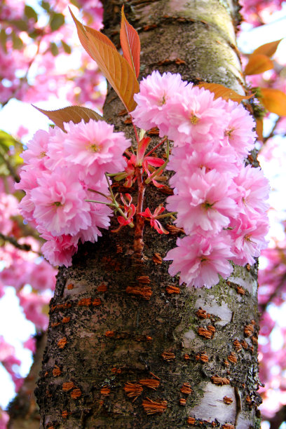 从树干发芽图片下载