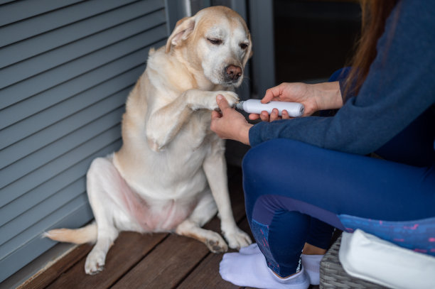 用电刮器剪狗的指甲。狗梳理毛发。女孩剪了狗的指甲。图片下载