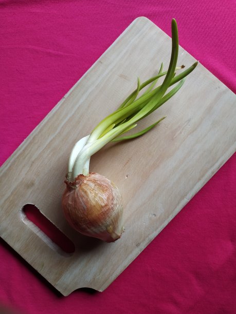 洋葱图片下载
