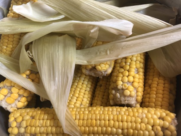 煮熟的玉米特写图片下载