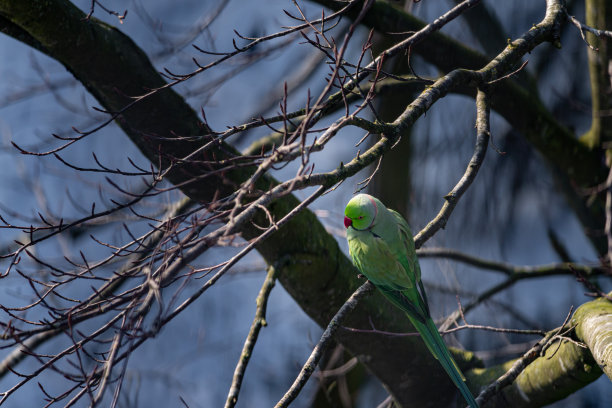 玫瑰环长尾小鹦鹉在冬天早晨的阳光中暖和起来，这是冬天的雪景，荷兰的自然照片，野生动物的背景，美丽的颜色，绿色的鸟图片下载