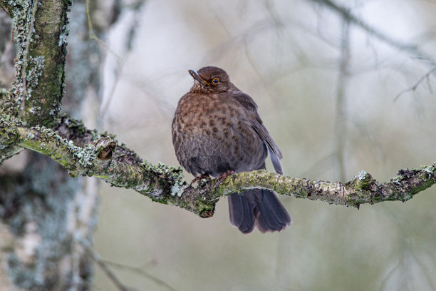 在一个冬天的早晨，雌画眉坐在树枝上，荷兰的自然照片，野生动物的背景，美丽的颜色，特写图片下载