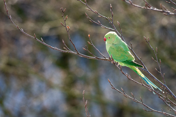 玫瑰环长尾小鹦鹉在冬天早晨的阳光中暖和起来，这是冬天的雪景，荷兰的自然照片，野生动物的背景，美丽的颜色，绿色的鸟图片下载