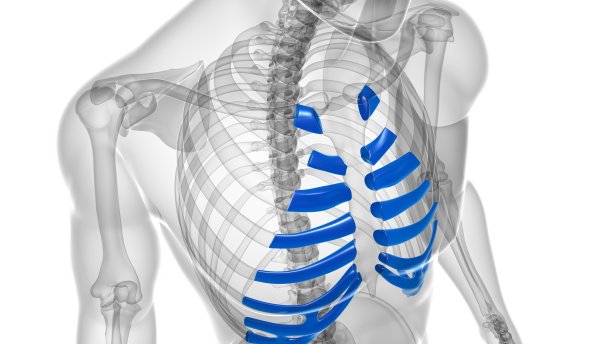 人体骨骼解剖肋软骨三维渲染图片下载