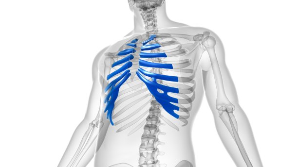 人体骨骼解剖肋软骨三维渲染图片下载