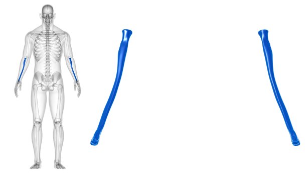 人体骨骼解剖桡骨3D渲染图片下载