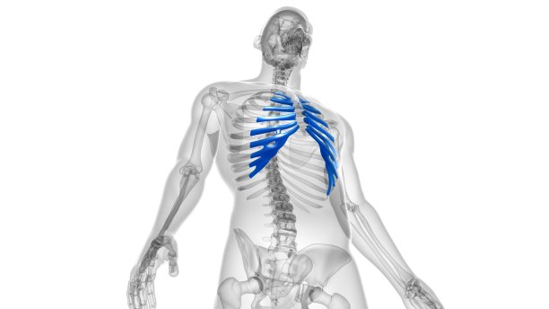 人体骨骼解剖肋软骨三维渲染图片下载
