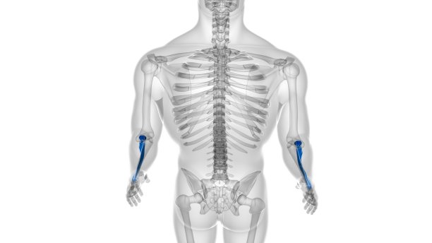 人体骨骼解剖桡骨3D渲染图片下载