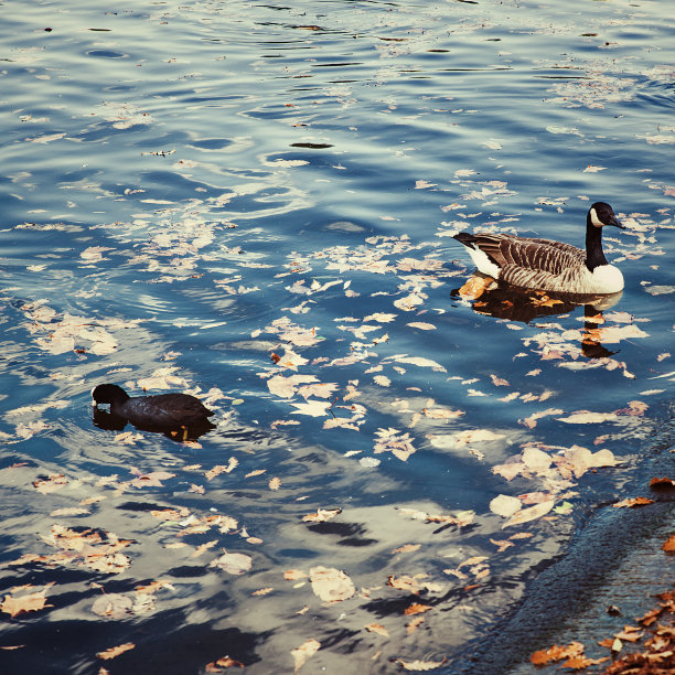 英国伦敦，秋天，海德公园里的鸭子在游泳图片下载