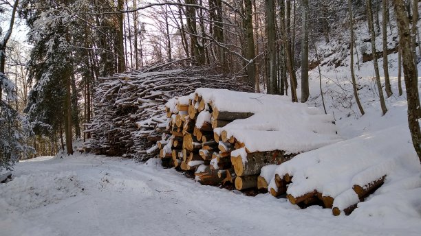 原木被雪覆盖图片下载
