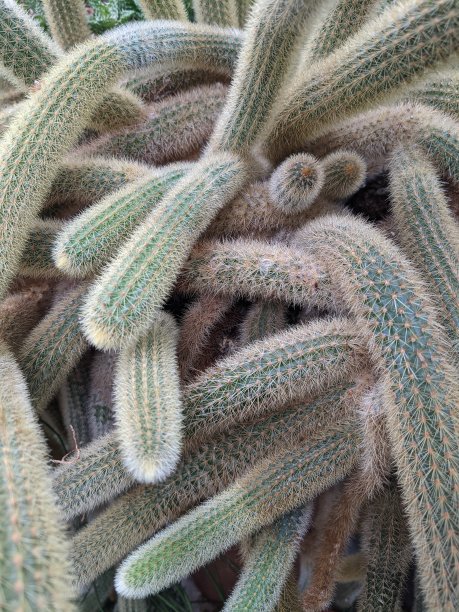 一丛仙人掌的枝条图片下载