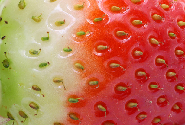 靠近草莓的质地背景，未成熟的绿色变成新鲜成熟的红色图片下载