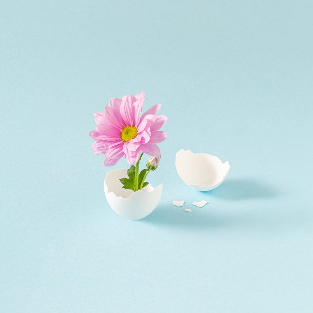 时尚的构图，粉嫩的花朵从破蛋壳中冒出来，粉嫩的蓝色背景。图片下载