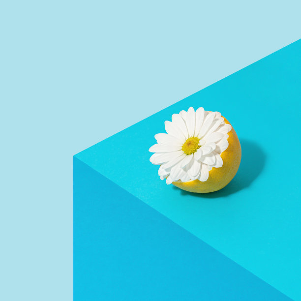 时尚的等距构图，柠檬切成一半，白色雏菊花在几何蓝色的背景。图片下载