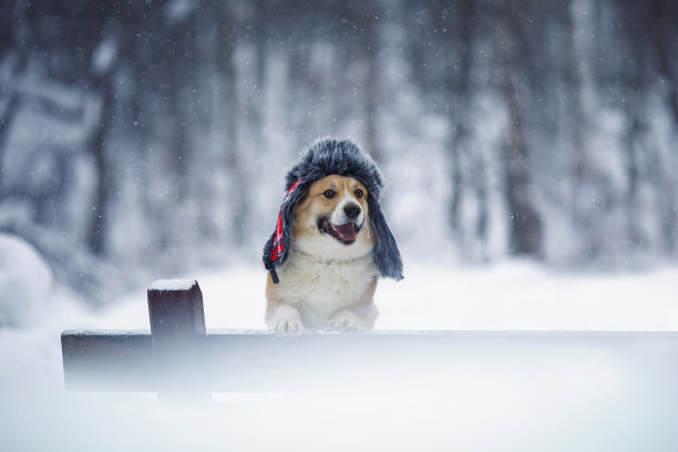 冬天的公园里，一只柯基狗戴着一顶带耳罩的暖毛帽子，在飘落的雪花下，爪子站在长凳上图片下载