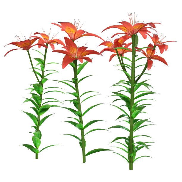 3D插图亚洲百合花在白色图片下载