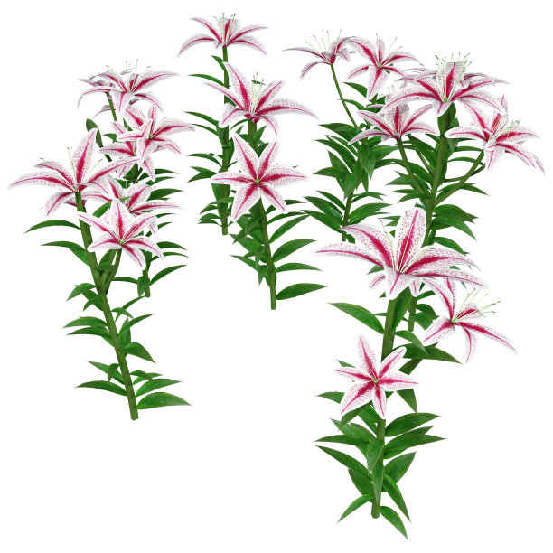 3D插图亚洲百合花在白色图片下载