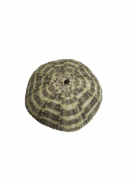 它的形状像一个有许多颜色的圆顶。在白色的背景上。图片下载