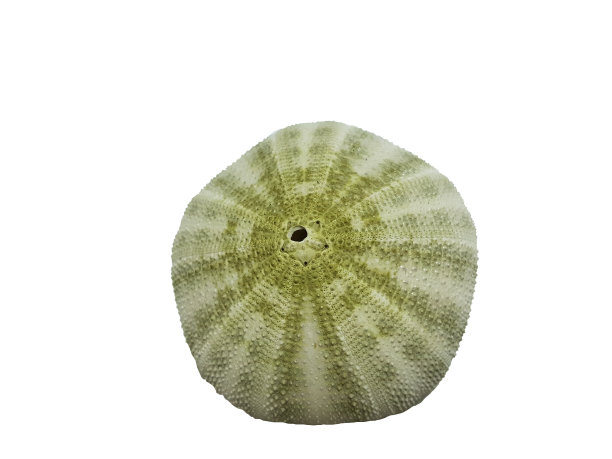 Padma Shankh生活在海里，贝壳是绿色的。在白色的背景上。图片下载