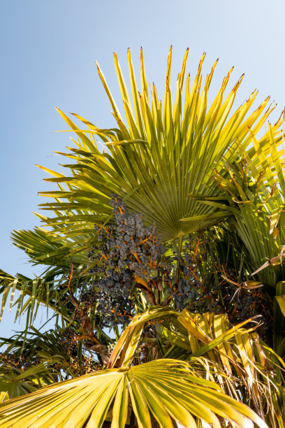 棕榈叶及果实图片下载