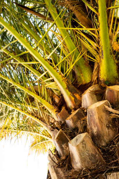 棕榈叶和树干图片下载