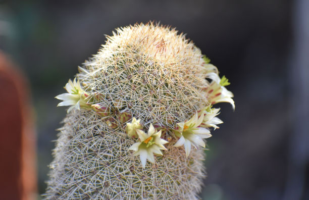 小小的白色仙人掌花图片下载