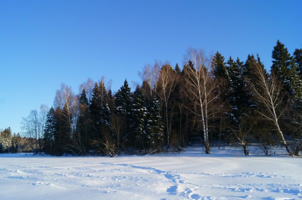 冬季森林图片下载