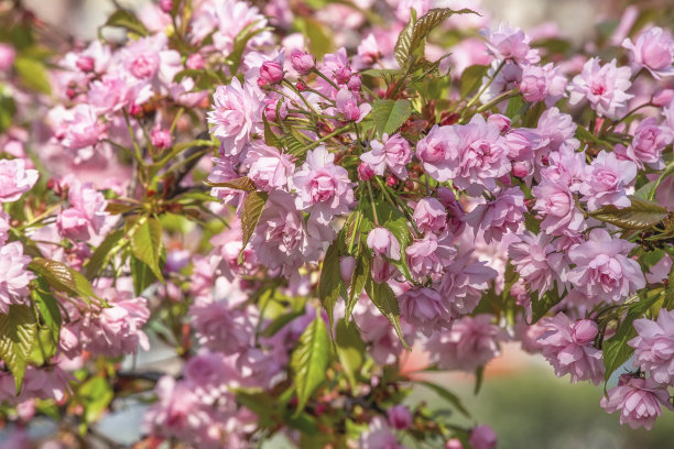 樱花枝在盛开，美丽的春天户外背景图片下载