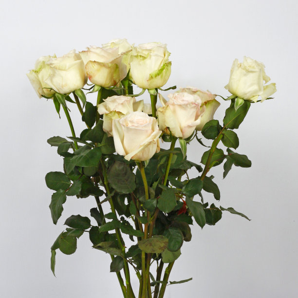 一束新鲜的白玫瑰的特写镜头图片下载