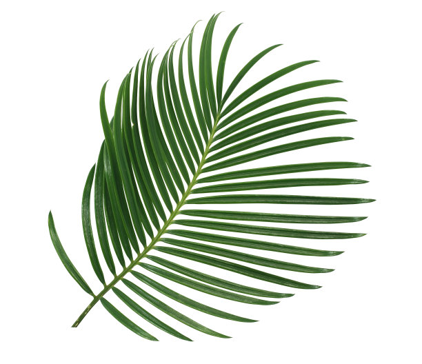 绿色棕榈叶孤立在白色背景上图片下载