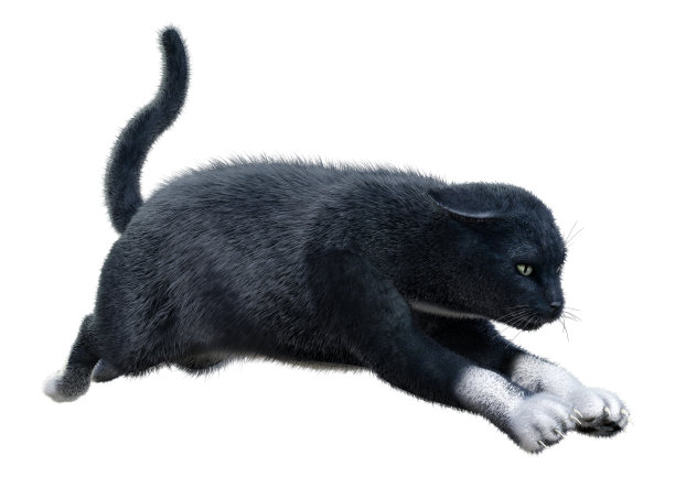 3D插图黑色家猫在白色图片下载