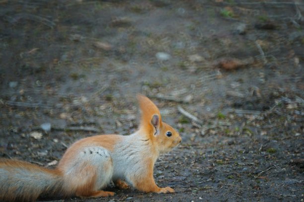 毛茸茸的松鼠特写。图片下载