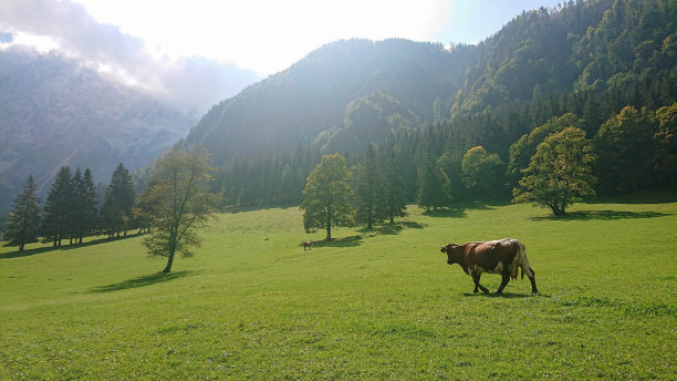 镜头光晕:一头棕色的奶牛在岩石山下的一个风景优美的牧场上漫步。图片下载