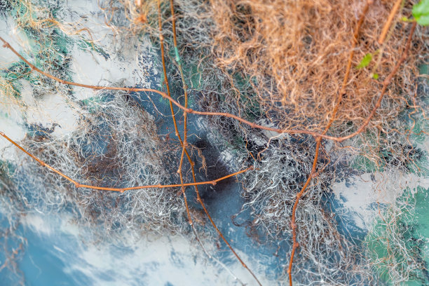 彩色石墙与天然树枝图片下载