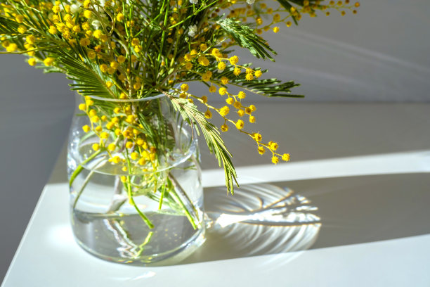 金合欢(Acacia dealbata)，银色的荆合欢或黄色的含苞欲放与白色的天竺葵在白色的室内玻璃花瓶。真实的照片。妇女节，母亲节。春天的时间。硬阴影图片下载