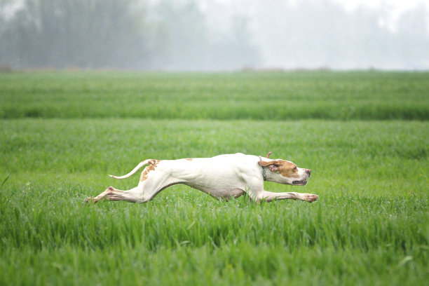 英国猎狗在高高的草地上奔跑和飞翔图片下载