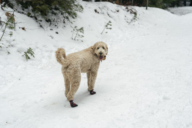 快乐的金色狮子狗在雪中玩耍图片下载