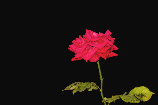 红色克里米亚玫瑰孤立在黑色背景。在明亮的阳光下从前面看。图片下载