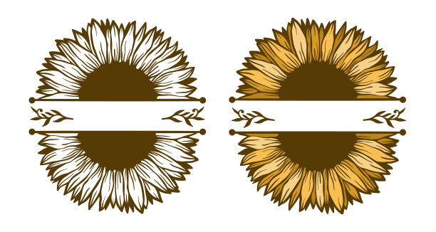 向日葵是一种天然花卉植物。夏季花孤立在白色背景。野生植物开花图片下载
