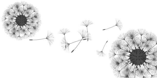 蒲公英的背景图片下载