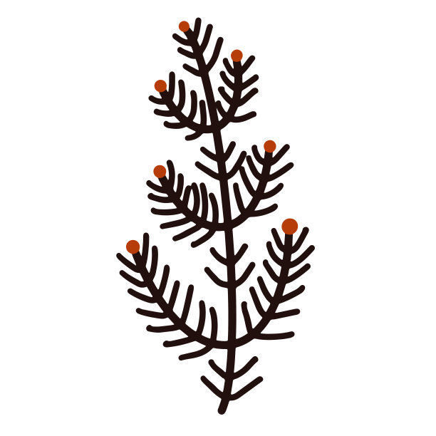 孤立的向量图像的一个分支，草本与红色浆果。植物说明，植物概要。原始的。图片下载