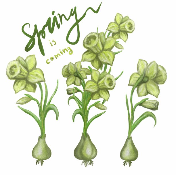 黄色水仙花或水仙水彩画与手写短语春天来孤立在白色的背景图片下载