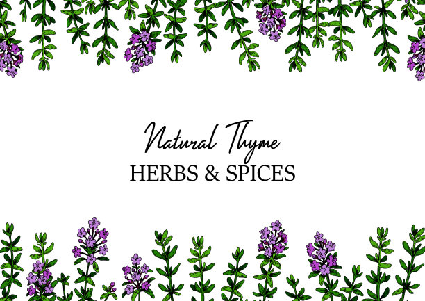 手绘水平百里香框架。矢量插图孤立在白色上。植物草本植物在复古的彩色素描风格。胸腺寻常的。图片下载
