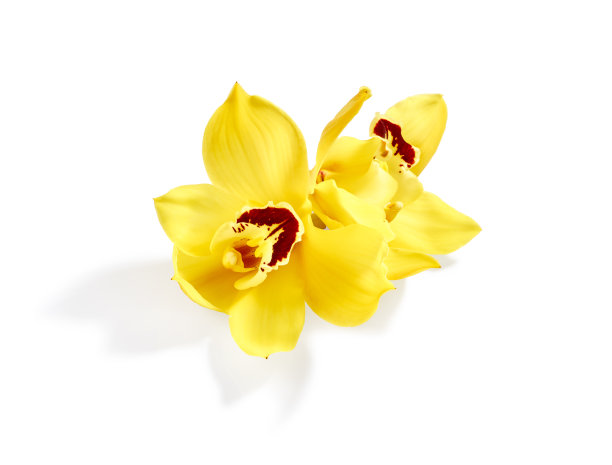 黄色的兰花花朵图片下载