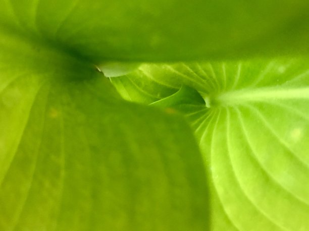 绿叶的天然质地图片下载