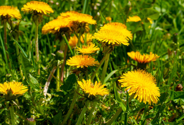 田野里黄色蒲公英花的特写图片下载